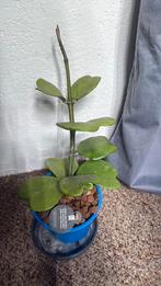Hoya kerrii plant, Huis en Inrichting, Kamerplanten, Ophalen of Verzenden, Halfschaduw, Minder dan 100 cm