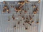Te koop achatina fulica rodatzi baby's, Dieren en Toebehoren, Augustus, Meerdere dieren