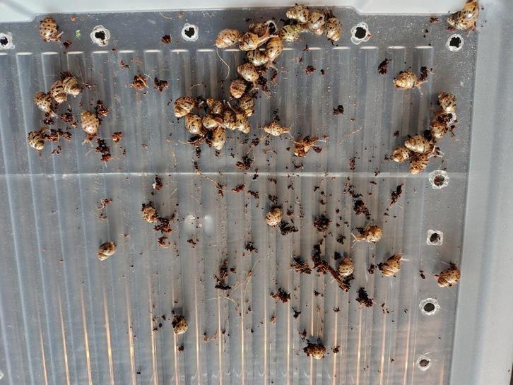 Te koop achatina fulica rodatzi baby's, Dieren en Toebehoren, Overige Dieren, Meerdere dieren, Augustus