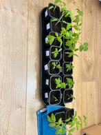 Diverse biologische tomaten, Tuin en Terras, Zomer, Ophalen, Groenteplanten, Eenjarig
