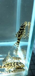 L333 pleco F1 Hypancistrus King Tiger, Vis, Zoetwatervis