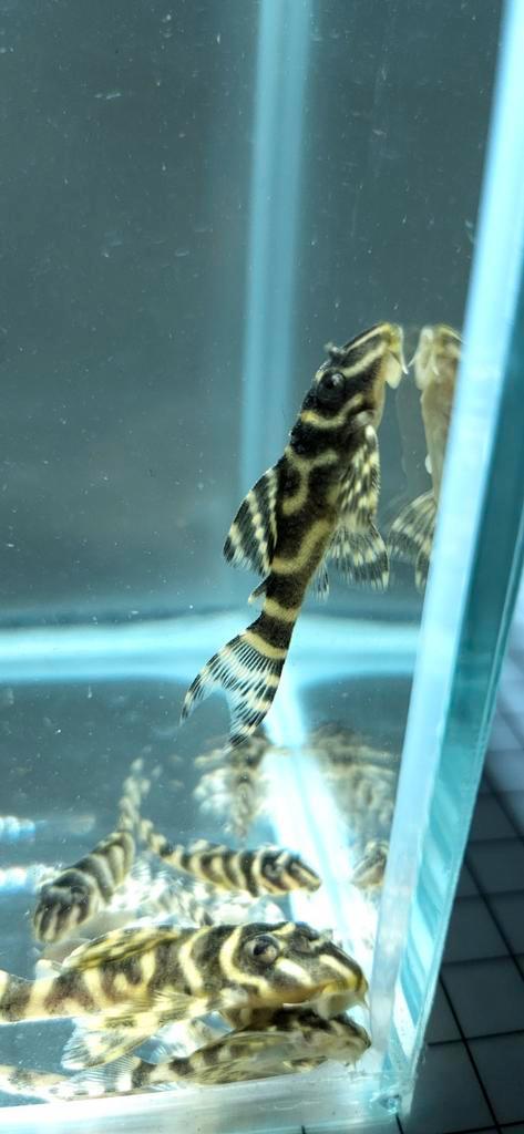 L333 pleco F1 Hypancistrus King Tiger, Dieren en Toebehoren, Vissen | Aquariumvissen, Zoetwatervis, Vis