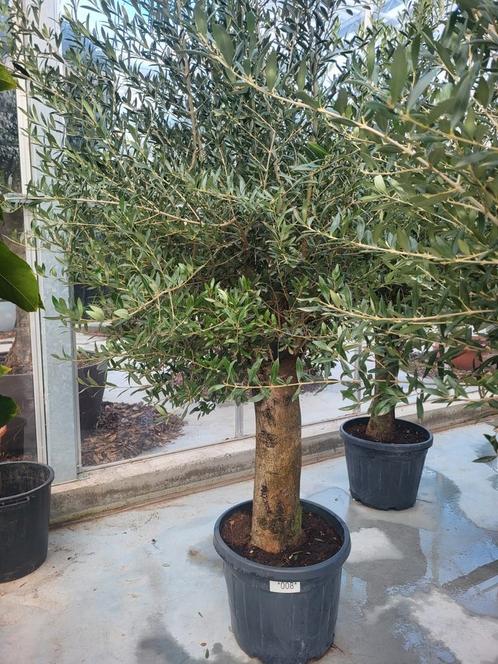 Zeer mooie dikke olijfbomen te koop, Tuin en Terras, Planten | Bomen, Olijfboom, 100 tot 250 cm, Volle zon, Zomer, Ophalen of Verzenden