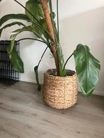 Plantenmand gevlochten intratuin, Tuin en Terras, Bloembakken en Plantenbakken, Ophalen, Rond, Minder dan 60 cm, Minder dan 30 cm