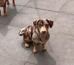 Jack Russel choco merle dekreu, Dieren en Toebehoren, Honden | Dekreuen, Rabiës (hondsdolheid), Reu, 1 tot 2 jaar, Eén hond