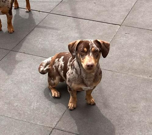 Jack Russel choco merle dekreu, Dieren en Toebehoren, Honden | Dekreuen, Reu, Particulier, Eén hond, Nederland, 1 tot 2 jaar, CDV (hondenziekte)
