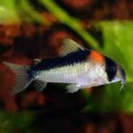 Corydora adolfoi, Dieren en Toebehoren, Vissen | Aquariumvissen, Vis, Zoetwatervis, Schoolvis