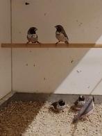 5-0 Witborst rietvink, Dieren en Toebehoren, Vogels | Overige Vogels, Mannelijk