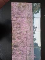 IXXI Collage Drunense Duinen, Minder dan 50 cm, Ophalen of Verzenden, Zo goed als nieuw, Foto of Poster