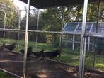 Zwarte leghorns, Dieren en Toebehoren, Pluimvee, Mannelijk, Kip