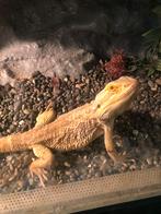 Baardagaam, Dieren en Toebehoren, Reptielen en Amfibieën, Hagedis, 3 tot 6 jaar