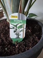 strelizia, Tuin en Terras, Planten | Tuinplanten, Ophalen, Zomer, Overige soorten, Volle zon