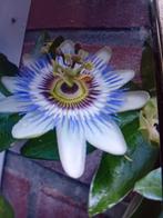 Prachtige klimop van Passiebloem., Ophalen of Verzenden, Voorjaar, Halfschaduw, Zaad