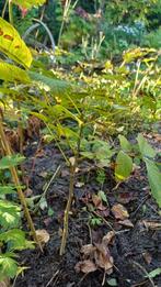 Jonge walnotenboom - 5 stuks - per stuk €3,50, Tuin en Terras, Planten | Bomen, Ophalen, Overige soorten, Minder dan 100 cm