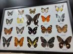 Vlinderlijst met 20 opgezette vlinders - Western Deco, Verzamelen, Dierenverzamelingen, Nieuw, Opgezet dier, Ophalen of Verzenden