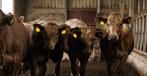 Vleesras stieren, Dieren en Toebehoren, Meerdere dieren
