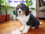 Cavalier King Charles Spaniel . . . . . . outcross, Dieren en Toebehoren, Nederland, Overige rassen, CDV (hondenziekte), 8 tot 15 weken