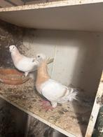 Syrische duif, Dieren en Toebehoren, Vogels | Duiven, Vrouwelijk, Overige soorten