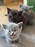 Britse korthaar, Dieren en Toebehoren, Katten en Kittens | Raskatten | Korthaar, Kater, Ontwormd