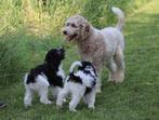 doodle pups, Dieren en Toebehoren, Honden | Niet-rashonden, CDV (hondenziekte), 8 tot 15 weken, Meerdere, Meerdere dieren