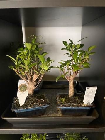 Ficus Bonsai Boompje beschikbaar voor biedingen
