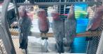 Roze Kaketoes, Geslacht onbekend, Parkiet, Pratend