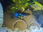Blue Moscow guppen ruilen voor planten, hout of iets anders, Dieren en Toebehoren, Vissen | Aquariumvissen, Vis, Zoetwatervis