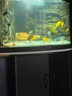 Juwel 190 hoekaquarium, nieuwe ultramax 1500 filter, Dieren en Toebehoren, Vissen | Aquaria en Toebehoren, Ophalen, Leeg aquarium