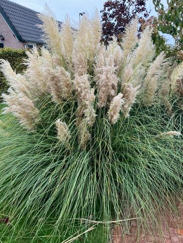 Pampas gras pluimen gedroogd of vers beschikbaar voor biedingen
