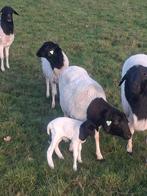 GEZOCHT DORPER /  PERSIAN BLACKHEAD, Dieren en Toebehoren, Vrouwelijk, Schaap