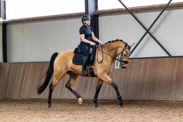 Zadelmak maken / training / africhting / doorrijden  beschikbaar voor biedingen