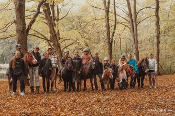 Betrouwbare beginnerspony’s , sportpony’s & Familiepony’s beschikbaar voor biedingen