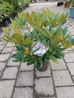 Rhododendron yakushimanum - Diverse Soorten, Vaste plant, Halfschaduw, Lente, Ophalen
