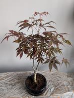 Acer Japanse Esdoorn Antropurpureum Bonsai, Bloeit niet, Halfschaduw, Minder dan 100 cm, Overige soorten