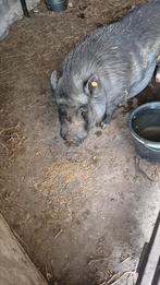 2 vrouwelijke hangbuikzwijnen, Dieren en Toebehoren, Schapen, Geiten en Varkens, Vrouwelijk, Geit