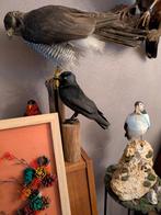 Kauw taxidermie, Ophalen of Verzenden, Opgezet dier