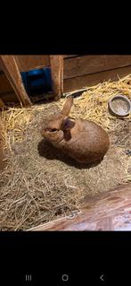 Rammelaar kruising vlaamse reus, Dieren en Toebehoren, Konijnen, Vrouwelijk, Groot