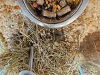 Cricetulus griseus Chinese Dwerg Hamster, December, Meerdere dieren, Hamster