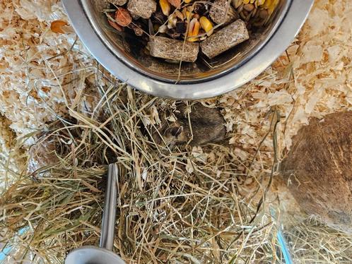 Cricetulus griseus Chinese Dwerg Hamster, Dieren en Toebehoren, Knaagdieren, Meerdere dieren, Hamster, December