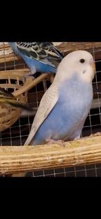 5 grasparkieten, Dieren en Toebehoren, Vogels | Parkieten en Papegaaien, Meerdere dieren, Parkiet