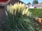 Pampasgras pluimen per stuk., Ophalen, Eenjarig, Groenteplanten, Volle zon