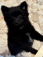 Prachtige pups Pomeriaan met Keeshondje., Nederland, Overige rassen, CDV (hondenziekte), 8 tot 15 weken