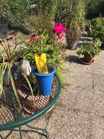 Geranium plant voor, Ophalen, Overige soorten, Volle zon