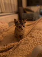 Oosterse korthaar x britse korthaar kitten, Dieren en Toebehoren, Kater, Ontwormd, 0 tot 2 jaar