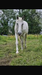 Verzorger / vrijwilliger gezocht stadsboerderij, Dieren en Toebehoren, Ophalen, Nieuw