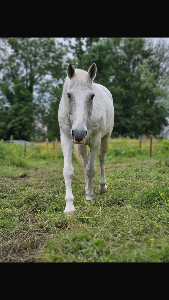 Verzorger / vrijwilliger gezocht stadsboerderij, Dieren en Toebehoren, Paarden en Pony's | Overige Paardenspullen, Nieuw, Ophalen