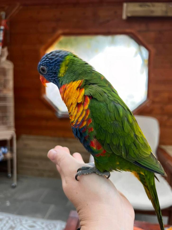 Lori, Dieren en Toebehoren, Vogels | Parkieten en Papegaaien, Papegaai, Vrouwelijk