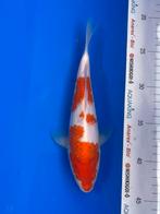 Kohaku, Dieren en Toebehoren, Vissen | Vijvervissen, Karper of Koi