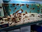 Labidochromis Hongi Red Top Sweden Malawi Cichliden, Dieren en Toebehoren, Vissen | Aquariumvissen, Zoetwatervis, Vis
