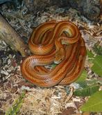Pantherophis guttatus, Dieren en Toebehoren, Reptielen en Amfibieën, Slang